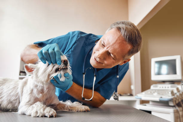 Best Emergency Gum Treatment in Flemington, PA